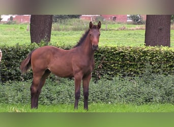 Caballo de salto Oldenburgo, Semental, 1 año, Castaño oscuro