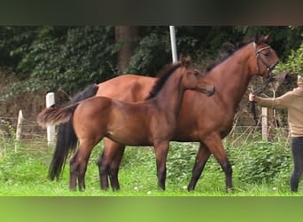 Caballo de salto Oldenburgo, Semental, 1 año, Castaño oscuro