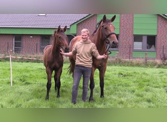 Caballo de salto Oldenburgo, Semental, 1 año, Castaño oscuro