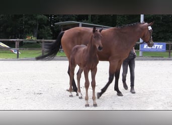 Caballo de salto Oldenburgo, Semental, 1 año, Castaño oscuro