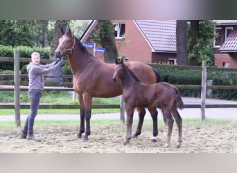 Caballo de salto Oldenburgo, Semental, 1 año, Castaño oscuro