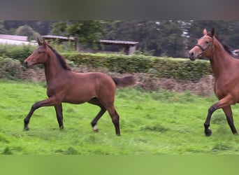 Caballo de salto Oldenburgo, Semental, 1 año, Castaño oscuro