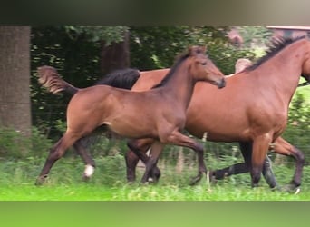 Caballo de salto Oldenburgo, Semental, 1 año, Castaño oscuro