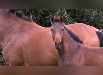 Caballo de salto Oldenburgo, Semental, 1 año, Castaño oscuro