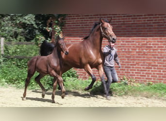 Caballo de salto Oldenburgo, Semental, 1 año, Castaño oscuro