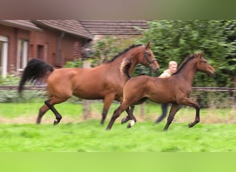 Caballo de salto Oldenburgo, Semental, 1 año, Castaño oscuro