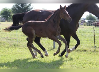 Caballo de salto Oldenburgo, Semental, 1 año, Castaño oscuro