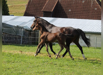 Caballo de salto Oldenburgo, Semental, 1 año, Castaño oscuro