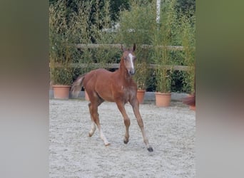 Caballo de salto Oldenburgo, Semental, 1 año, Tordo