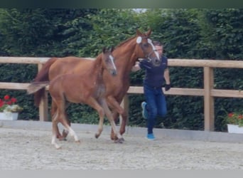 Caballo de salto Oldenburgo, Semental, 1 año, Tordo