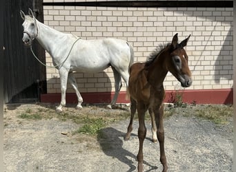 Caballo de salto Oldenburgo, Semental, 1 año, Tordo