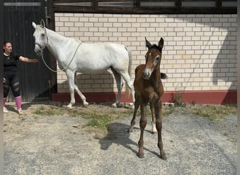 Caballo de salto Oldenburgo, Semental, 1 año, Tordo