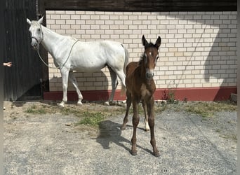 Caballo de salto Oldenburgo, Semental, 1 año, Tordo