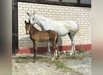 Caballo de salto Oldenburgo, Semental, 1 año, Tordo