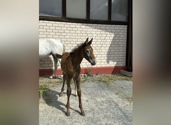 Caballo de salto Oldenburgo, Semental, 1 año, Tordo