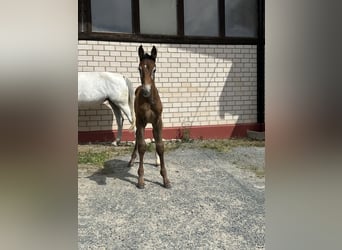 Caballo de salto Oldenburgo, Semental, 1 año, Tordo