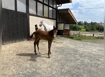 Caballo de salto Oldenburgo, Semental, 1 año, Tordo