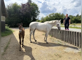 Caballo de salto Oldenburgo, Semental, 1 año, Tordo