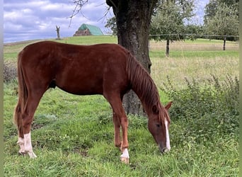 Caballo de salto Oldenburgo, Semental, 2 años, 154 cm, Alazán