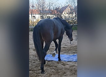 Caballo de salto Oldenburgo, Semental, 2 años, 158 cm, Castaño oscuro