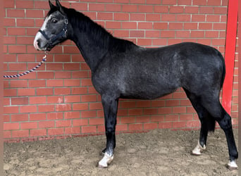 Caballo de salto Oldenburgo, Semental, 2 años, 162 cm, Tordo