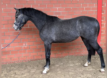 Caballo de salto Oldenburgo, Semental, 2 años, 162 cm, Tordo