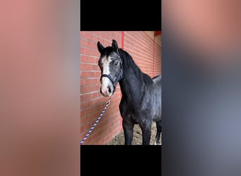 Caballo de salto Oldenburgo, Semental, 2 años, 162 cm, Tordo