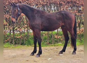 Caballo de salto Oldenburgo, Semental, 2 años, 165 cm, Castaño