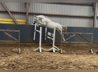 Caballo de salto Oldenburgo, Semental, 2 años, 166 cm, Tordo