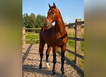 Caballo de salto Oldenburgo, Semental, 2 años, 168 cm, Castaño