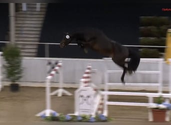 Caballo de salto Oldenburgo, Semental, 2 años, 168 cm, Castaño oscuro