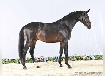 Caballo de salto Oldenburgo, Semental, 2 años, 168 cm, Castaño oscuro