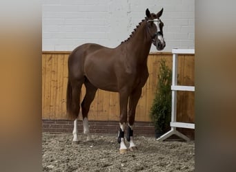 Caballo de salto Oldenburgo, Semental, 2 años, 170 cm, Alazán-tostado