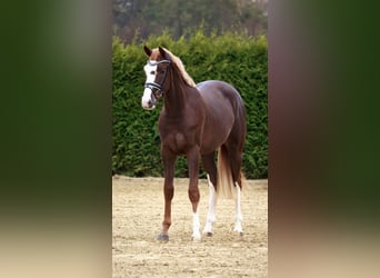 Caballo de salto Oldenburgo, Semental, 2 años, 170 cm, Alazán-tostado