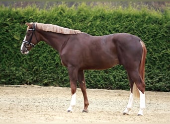 Caballo de salto Oldenburgo, Semental, 2 años, 170 cm, Alazán-tostado