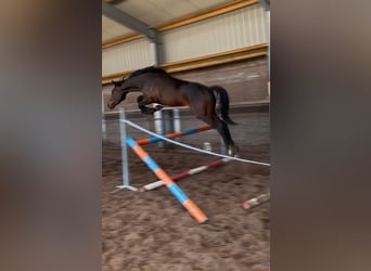 Caballo de salto Oldenburgo, Semental, 2 años, 170 cm, Castaño