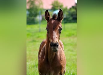 Caballo de salto Oldenburgo, Semental, 2 años, 170 cm, Castaño