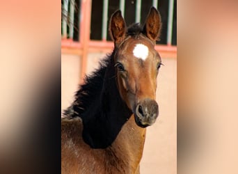 Caballo de salto Oldenburgo, Semental, 2 años, 170 cm, Castaño oscuro