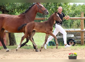 Caballo de salto Oldenburgo, Semental, 2 años, 170 cm, Castaño oscuro