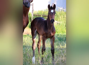 Caballo de salto Oldenburgo, Semental, 2 años, 170 cm, Castaño oscuro