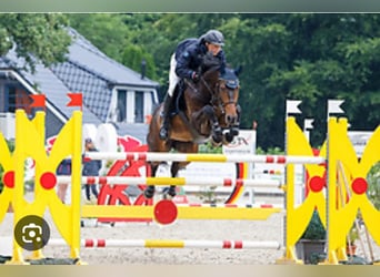 Caballo de salto Oldenburgo, Semental, 2 años, 170 cm, Castaño oscuro