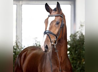 Caballo de salto Oldenburgo, Semental, 2 años, 171 cm, Castaño oscuro