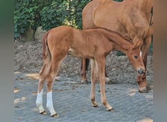 Caballo de salto Oldenburgo, Semental, 2 años, 173 cm, Alazán