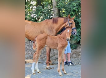 Caballo de salto Oldenburgo, Semental, 2 años, 173 cm, Alazán