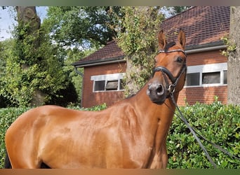 Caballo de salto Oldenburgo, Semental, 2 años, 173 cm, Alazán