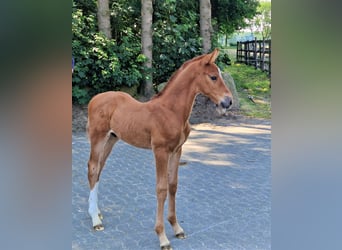 Caballo de salto Oldenburgo, Semental, 2 años, 173 cm, Alazán