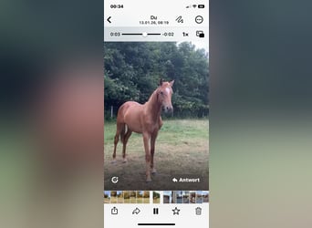 Caballo de salto Oldenburgo, Semental, 2 años, Alazán