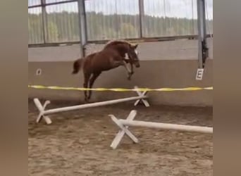 Caballo de salto Oldenburgo, Semental, 2 años, Alazán