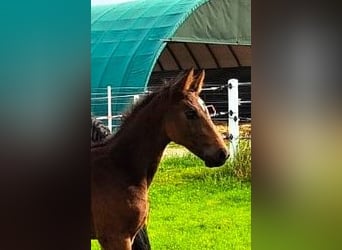 Caballo de salto Oldenburgo, Semental, 2 años, Castaño