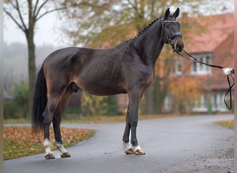 Caballo de salto Oldenburgo, Semental, 2 años, Castaño